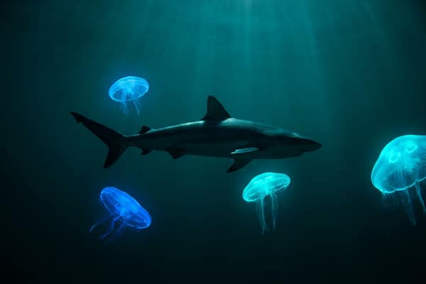Слот Razor Shark подводный мир